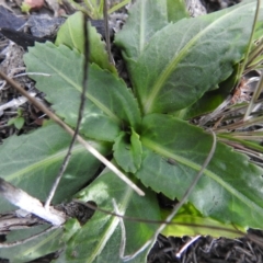 Solenogyne dominii at Carwoola, NSW - 25 Sep 2021