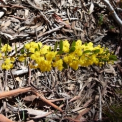 Acacia buxifolia subsp. buxifolia (Box-leaf Wattle) at Boro, NSW - 23 Sep 2021 by Paul4K