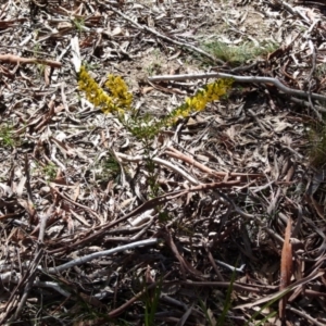 Acacia buxifolia subsp. buxifolia at Boro, NSW - 23 Sep 2021