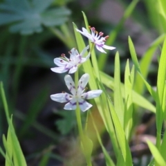 Wurmbea dioica subsp. dioica (Early Nancy) at Chiltern, VIC - 24 Sep 2021 by Kyliegw