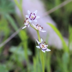 Wurmbea dioica subsp. dioica at Chiltern, VIC - 25 Sep 2021 09:36 AM