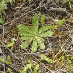 Hypochaeris radicata (Cat's Ear, Flatweed) at Carwoola, NSW - 25 Sep 2021 by Liam.m