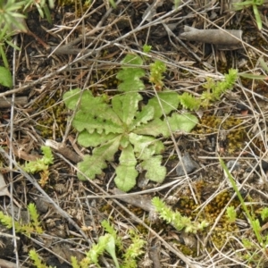 Hypochaeris radicata at Carwoola, NSW - 25 Sep 2021