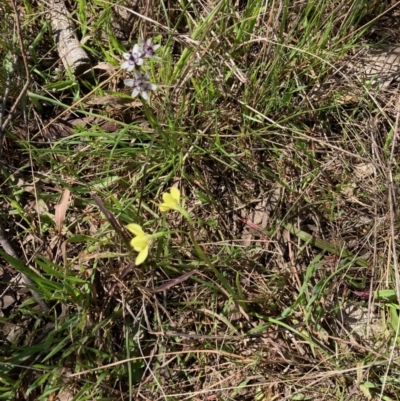 Diuris chryseopsis (Golden Moth) at Hall, ACT - 25 Sep 2021 by Rosie