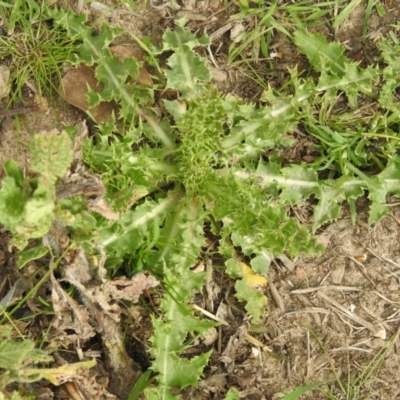 Sonchus asper (Prickly Sowthistle) at Carwoola, NSW - 25 Sep 2021 by Liam.m