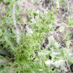 Sonchus asper at Carwoola, NSW - 25 Sep 2021