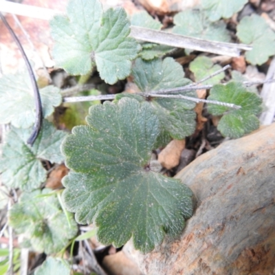 Hydrocotyle laxiflora (Stinking Pennywort) at Carwoola, NSW - 25 Sep 2021 by Liam.m