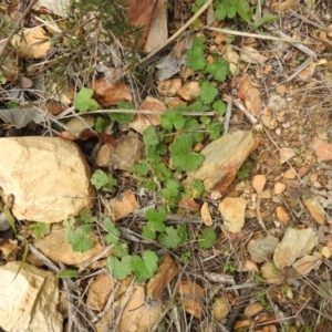 Hydrocotyle laxiflora at Carwoola, NSW - 25 Sep 2021
