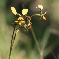 Diuris pardina (Leopard Doubletail) at Chiltern, VIC - 25 Sep 2021 by KylieWaldon