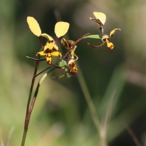 Diuris pardina at Chiltern, VIC - 25 Sep 2021