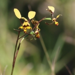 Diuris pardina (Leopard Doubletail) at Chiltern, VIC - 24 Sep 2021 by Kyliegw