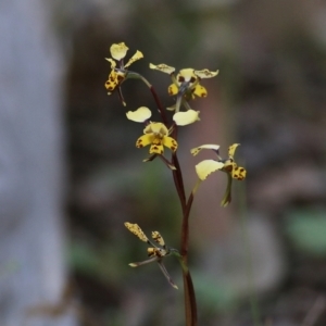 Diuris pardina at Chiltern, VIC - 25 Sep 2021