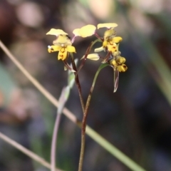 Diuris pardina at Chiltern, VIC - 25 Sep 2021