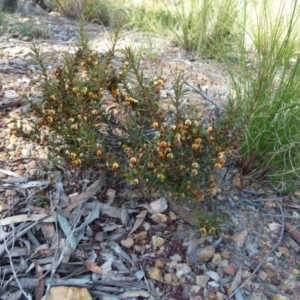 Daviesia acicularis at suppressed - suppressed