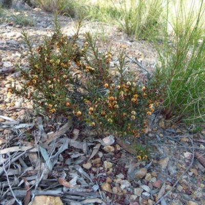 Daviesia acicularis (Sandplain Bitterpea) at Borough, NSW - 22 Sep 2021 by Paul4K