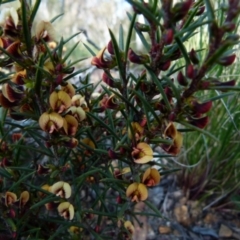 Daviesia acicularis at suppressed - suppressed