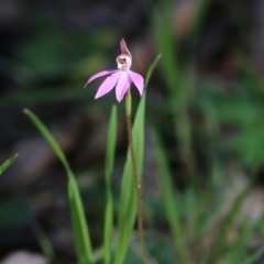 Caladenia carnea (Pink Fingers) at Chiltern, VIC - 25 Sep 2021 by KylieWaldon