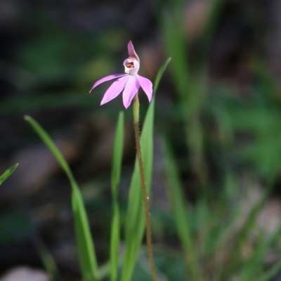 Caladenia carnea (Pink Fingers) at Chiltern, VIC - 25 Sep 2021 by KylieWaldon