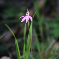 Caladenia carnea (Pink fingers) at Chiltern, VIC - 24 Sep 2021 by Kyliegw