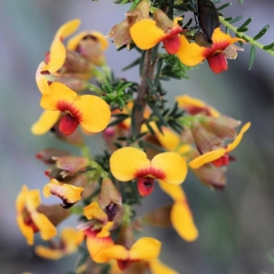 Dillwynia phylicoides (A Parrot-pea) at Chiltern-Mt Pilot National Park - 25 Sep 2021 by KylieWaldon
