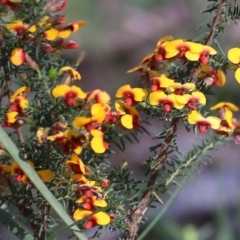 Dillwynia phylicoides at Chiltern-Mt Pilot National Park - 25 Sep 2021 09:58 AM