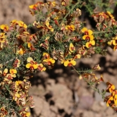 Dillwynia phylicoides at Chiltern-Mt Pilot National Park - 25 Sep 2021 09:58 AM