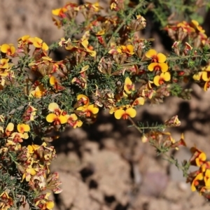 Dillwynia phylicoides at Chiltern-Mt Pilot National Park - 25 Sep 2021