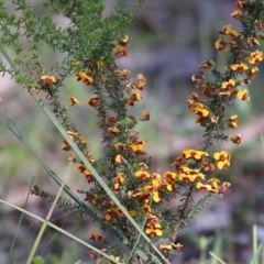 Dillwynia phylicoides at Chiltern-Mt Pilot National Park - 25 Sep 2021 09:58 AM