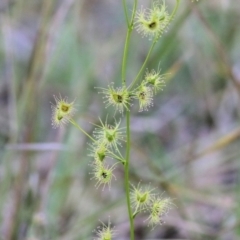 Drosera hookeri at Chiltern, VIC - 25 Sep 2021 by KylieWaldon