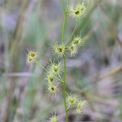 Drosera hookeri at Chiltern, VIC - 25 Sep 2021 by KylieWaldon