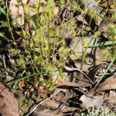 Drosera gunniana at Chiltern, VIC - 25 Sep 2021 09:50 AM