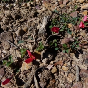 Kennedia prostrata at Boro, NSW - 23 Sep 2021