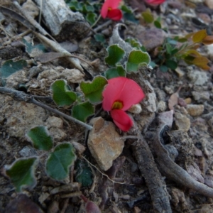 Kennedia prostrata at Boro, NSW - 23 Sep 2021