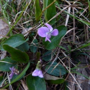 Viola betonicifolia at Boro, NSW - suppressed