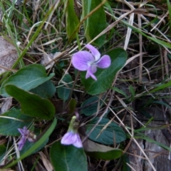 Viola betonicifolia (Mountain Violet) at Boro, NSW - 23 Sep 2021 by Paul4K