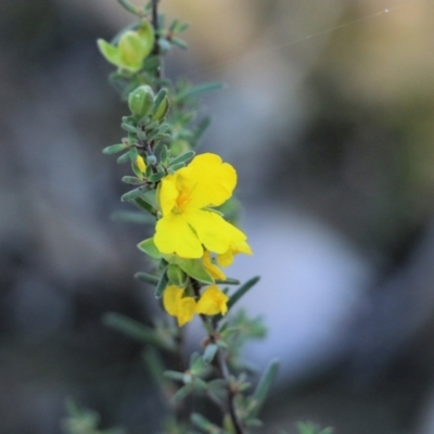 Hibbertia riparia (Erect Guinea-flower) at Chiltern, VIC - 24 Sep 2021 by Kyliegw