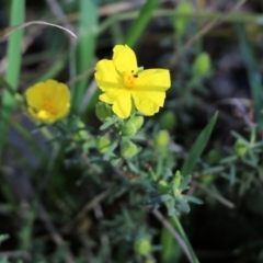 Hibbertia riparia at Chiltern, VIC - 25 Sep 2021 09:50 AM