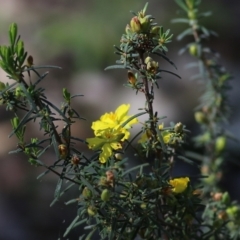 Hibbertia riparia at Chiltern, VIC - 25 Sep 2021 09:50 AM