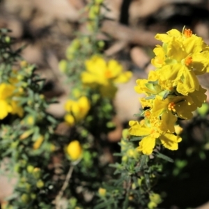 Hibbertia riparia at Chiltern, VIC - 25 Sep 2021 09:50 AM