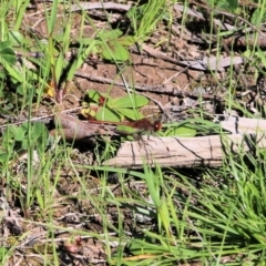 Diplacodes bipunctata (Wandering Percher) at Chiltern, VIC - 25 Sep 2021 by KylieWaldon