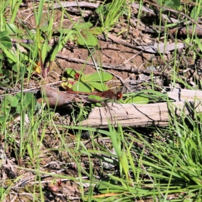 Diplacodes bipunctata (Wandering Percher) at Chiltern, VIC - 25 Sep 2021 by KylieWaldon