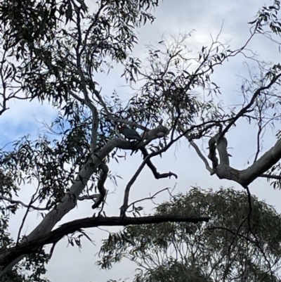 Callocephalon fimbriatum (Gang-gang Cockatoo) at Bruce Ridge to Gossan Hill - 25 Sep 2021 by JVR