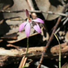 Caladenia carnea (Pink fingers) at Chiltern, VIC - 25 Sep 2021 by Kyliegw