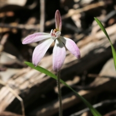 Caladenia carnea at Chiltern, VIC - suppressed