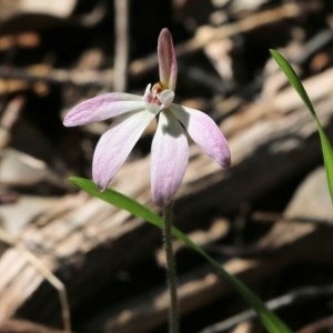 Caladenia carnea at Chiltern, VIC - suppressed
