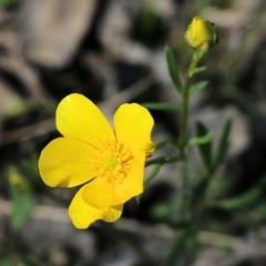 Ranunculus sp. at Chiltern, VIC - 25 Sep 2021 by KylieWaldon