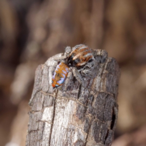 Maratus calcitrans at Forde, ACT - 23 Sep 2021