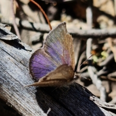 Erina hyacinthina (Varied Dusky-blue) at Denman Prospect, ACT - 25 Sep 2021 by RobG1