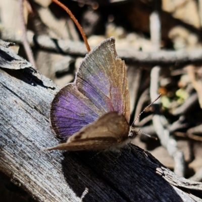 Erina hyacinthina (Varied Dusky-blue) at Piney Ridge - 25 Sep 2021 by RobG1