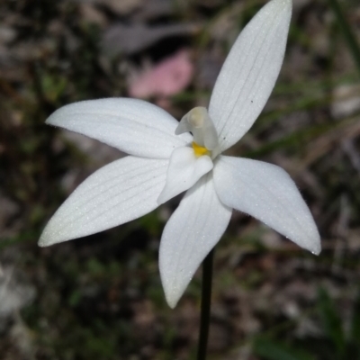 Glossodia major (Wax Lip Orchid) at Bruce, ACT - 25 Sep 2021 by ChristianFricker